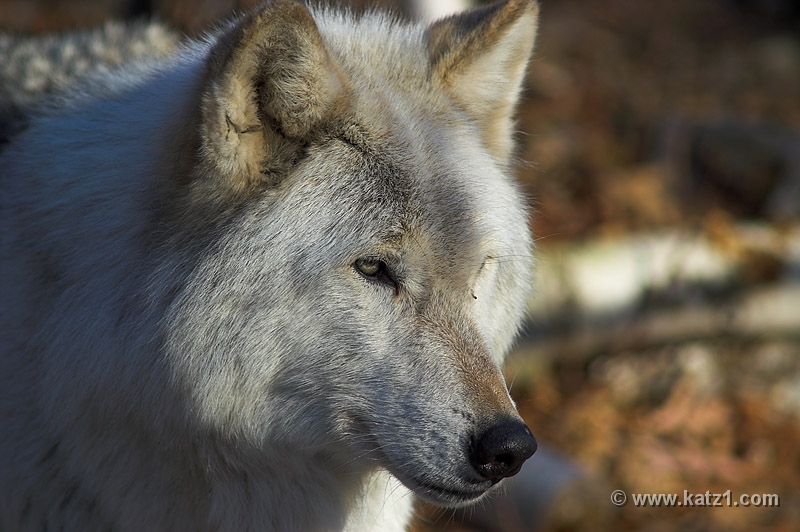 Arctic Wolf 045
